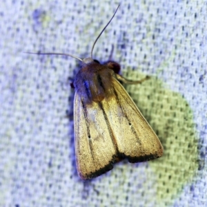 Leucania diatrecta at O'Connor, ACT - 30 Oct 2019