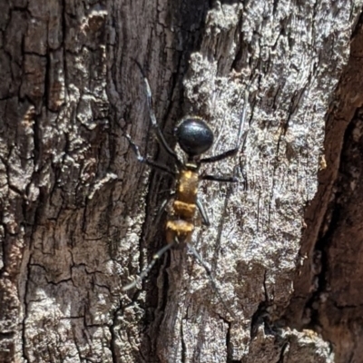 Polyrhachis semiaurata (A golden spiny ant) at Mount Jerrabomberra - 20 Nov 2019 by MattM