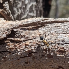 Polyrhachis semiaurata at Jerrabomberra, NSW - 20 Nov 2019