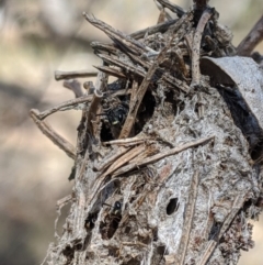 Unidentified Wasp (Hymenoptera, Apocrita) at Mount Jerrabomberra - 20 Nov 2019 by MattM
