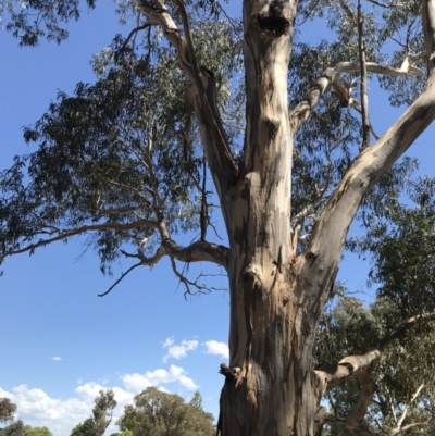 Eucalyptus globulus subsp. bicostata (Southern Blue Gum, Eurabbie) at Garran, ACT - 17 Nov 2019 by Glynnature