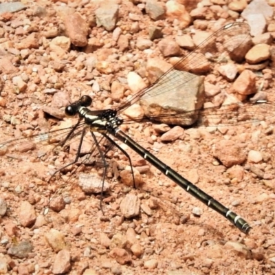 Austroargiolestes calcaris (Powdered Flatwing) at Cotter River, ACT - 20 Nov 2019 by JohnBundock