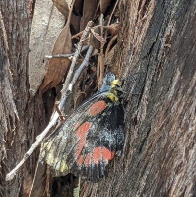 Delias harpalyce (Imperial Jezebel) at Umbagong District Park - 19 Nov 2019 by MattM