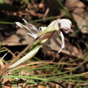 Caladenia alpina at Cotter River, ACT - 20 Nov 2019