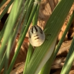 Pentatomidae (family) (Shield or Stink bug) at Fowles St. Woodland, Weston - 20 Nov 2019 by AliceH