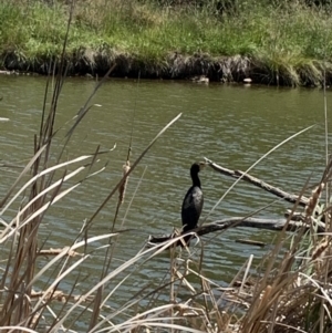 Phalacrocorax carbo at Dunlop, ACT - 20 Nov 2019