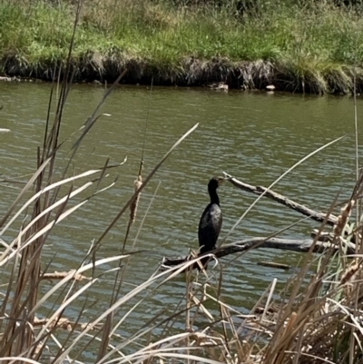 Phalacrocorax carbo (Great Cormorant) at Dunlop, ACT - 20 Nov 2019 by JanetRussell