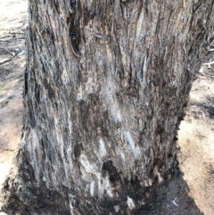 Eucalyptus melliodora at Garran, ACT - 17 Nov 2019 02:30 PM