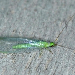 Mallada tripuncatatus (Three-spot Green Lacewing) at Rosedale, NSW - 15 Nov 2019 by jb2602