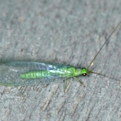 Mallada tripuncatatus (Three-spot Green Lacewing) at Rosedale, NSW - 15 Nov 2019 by jbromilow50