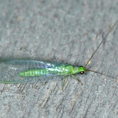 Mallada tripuncatatus (Three-spot Green Lacewing) at Rosedale, NSW - 15 Nov 2019 by jbromilow50