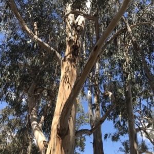 Eucalyptus globulus subsp. bicostata at Federal Golf Course - 17 Nov 2019 02:35 PM