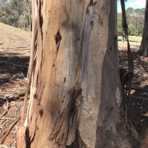 Eucalyptus globulus subsp. bicostata at Federal Golf Course - 17 Nov 2019 02:35 PM