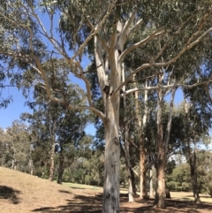 Eucalyptus globulus subsp. bicostata (Southern Blue Gum, Eurabbie) at Garran, ACT - 17 Nov 2019 by Glynnature