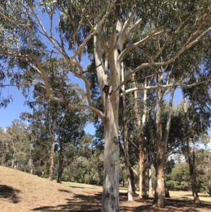 Eucalyptus globulus subsp. bicostata at Federal Golf Course - 17 Nov 2019