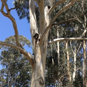 Eucalyptus globulus subsp. bicostata at Federal Golf Course - 17 Nov 2019