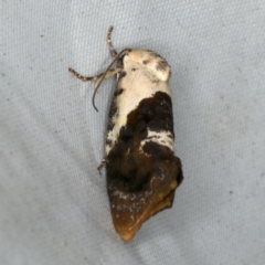 Hypertropha chlaenota (A Gelechioid moth) at Rosedale, NSW - 15 Nov 2019 by jb2602