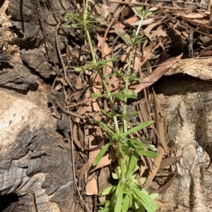 Galium aparine at Dunlop, ACT - 20 Nov 2019 11:46 AM