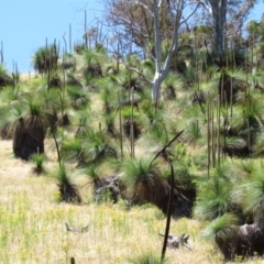 Xanthorrhoea glauca subsp. angustifolia (Grey Grass-tree) at Narrangullen, NSW - 28 Nov 2016 by Timberpaddock