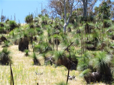 Xanthorrhoea australis (Austral Grass Tree, Kangaroo Tails) at Narrangullen, NSW - 28 Nov 2016 by Timberpaddock