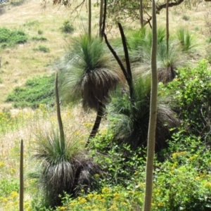 Xanthorrhoea australis at Narrangullen, NSW - 28 Nov 2016