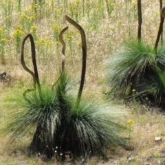 Xanthorrhoea australis at Narrangullen, NSW - 28 Nov 2016