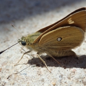 Trapezites luteus at Bruce, ACT - 20 Nov 2019 01:29 PM