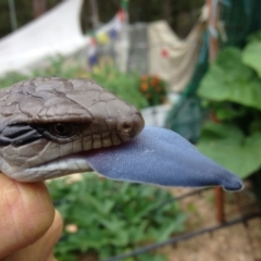 Tiliqua scincoides scincoides (Eastern Blue-tongue) at Quaama, NSW - 10 Dec 2017 by FionaG