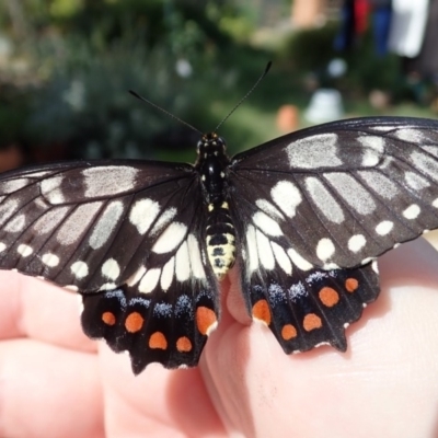 Papilio anactus (Dainty Swallowtail) at Spence, ACT - 20 Nov 2019 by Laserchemisty