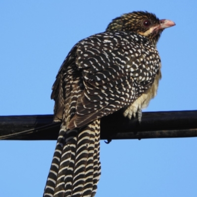 Eudynamys orientalis (Pacific Koel) at Aranda, ACT - 19 Nov 2019 by KMcCue