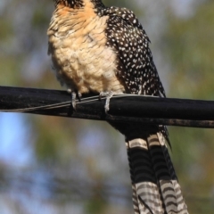 Eudynamys orientalis at Aranda, ACT - 20 Nov 2019