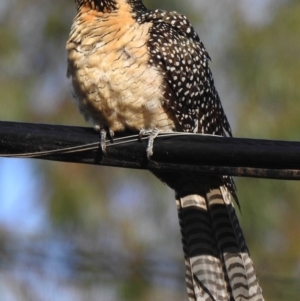 Eudynamys orientalis at Aranda, ACT - 20 Nov 2019