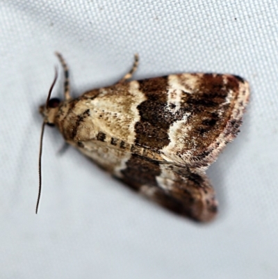 Maliattha signifera (Maliattha signifera) at Rosedale, NSW - 16 Nov 2019 by ibaird