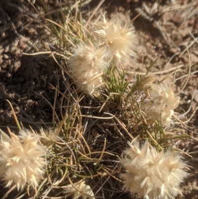 Rytidosperma carphoides (Short Wallaby Grass) at Gundaroo, NSW - 19 Nov 2019 by MPennay