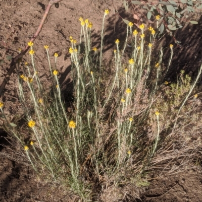 Chrysocephalum semipapposum (Clustered Everlasting) at Lake George, NSW - 19 Nov 2019 by MPennay