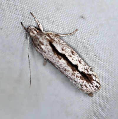 Eulechria xeropterella at Rosedale, NSW - 16 Nov 2019 by ibaird