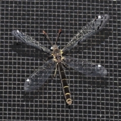 Bandidus canifrons (An Antlion Lacewing) at Wanniassa, ACT - 20 Nov 2019 by JohnBundock