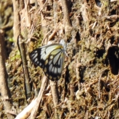 Belenois java at Paddys River, ACT - 18 Nov 2019 03:53 PM