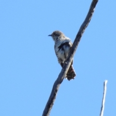 Chrysococcyx basalis (Horsfield's Bronze-Cuckoo) at Paddys River, ACT - 18 Nov 2019 by RodDeb