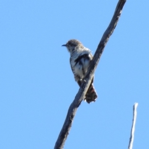 Chrysococcyx basalis at Paddys River, ACT - 18 Nov 2019 04:12 PM