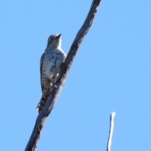 Chrysococcyx basalis at Paddys River, ACT - 18 Nov 2019