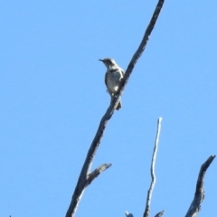 Chrysococcyx basalis at Paddys River, ACT - 18 Nov 2019 04:12 PM