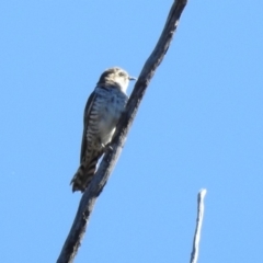 Chrysococcyx basalis at Paddys River, ACT - 18 Nov 2019