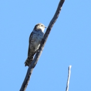 Chrysococcyx basalis at Paddys River, ACT - 18 Nov 2019