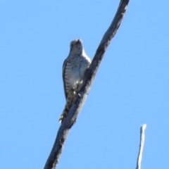 Chrysococcyx basalis at Paddys River, ACT - 18 Nov 2019 04:12 PM