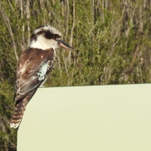 Dacelo novaeguineae at Paddys River, ACT - 18 Nov 2019