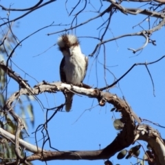 Dacelo novaeguineae at Paddys River, ACT - 18 Nov 2019