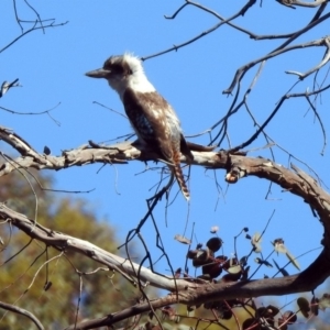 Dacelo novaeguineae at Paddys River, ACT - 18 Nov 2019