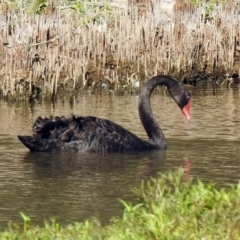 Cygnus atratus at Paddys River, ACT - 18 Nov 2019