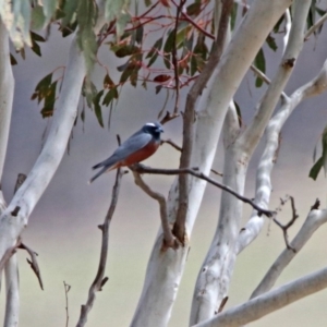 Artamus superciliosus at Paddys River, ACT - 18 Nov 2019